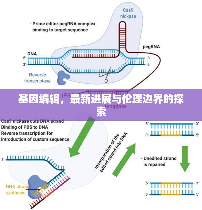 基因編輯，最新進展與倫理邊界的探索