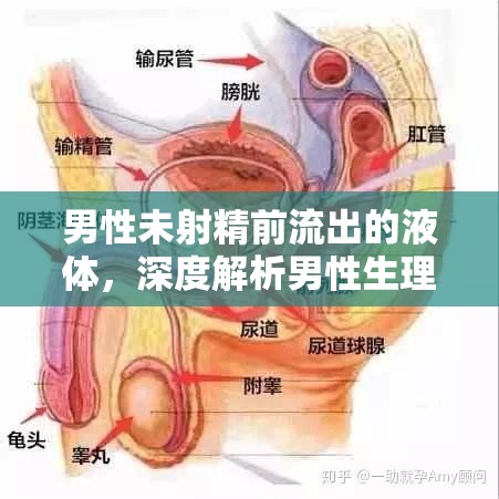 男性未射精前流出的液體，深度解析男性生理現(xiàn)象