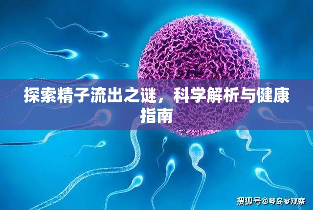 探索精子流出之謎，科學(xué)解析與健康指南