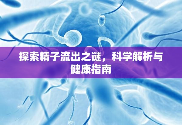 探索精子流出之謎，科學(xué)解析與健康指南