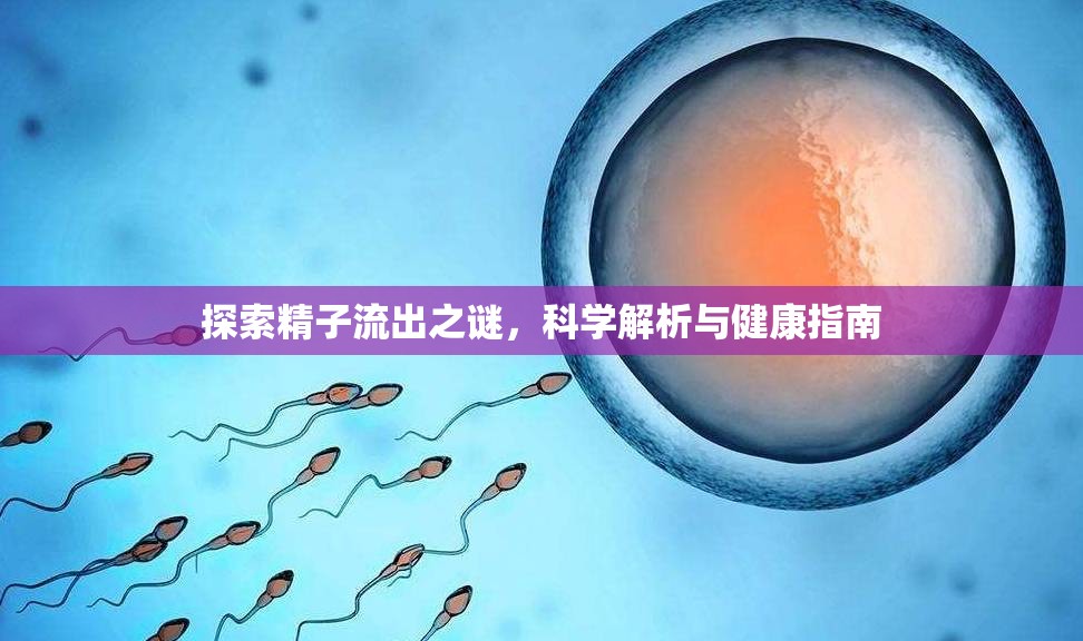 探索精子流出之謎，科學解析與健康指南