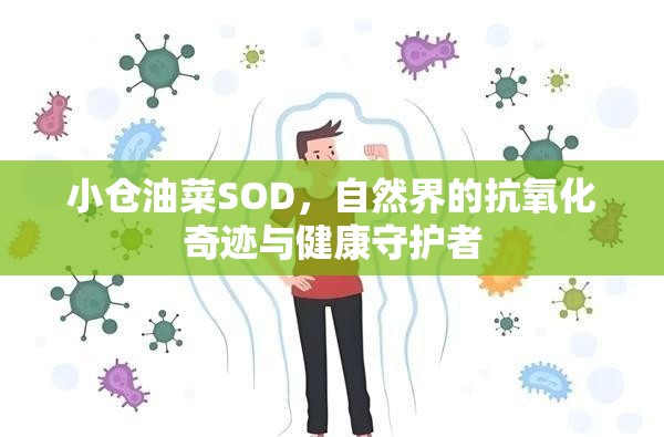 小倉油菜SOD，自然界的抗氧化奇跡與健康守護(hù)者