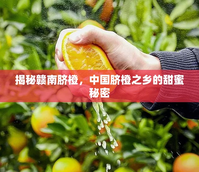 揭秘贛南臍橙，中國臍橙之鄉(xiāng)的甜蜜秘密