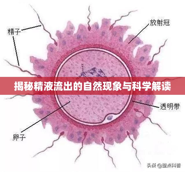 揭秘精液流出的自然現(xiàn)象與科學(xué)解讀