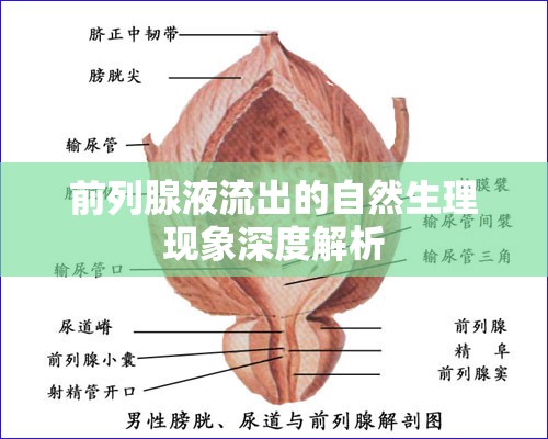 前列腺液流出的自然生理現(xiàn)象深度解析