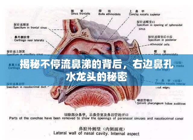 揭秘不停流鼻涕的背后，右邊鼻孔水龍頭的秘密