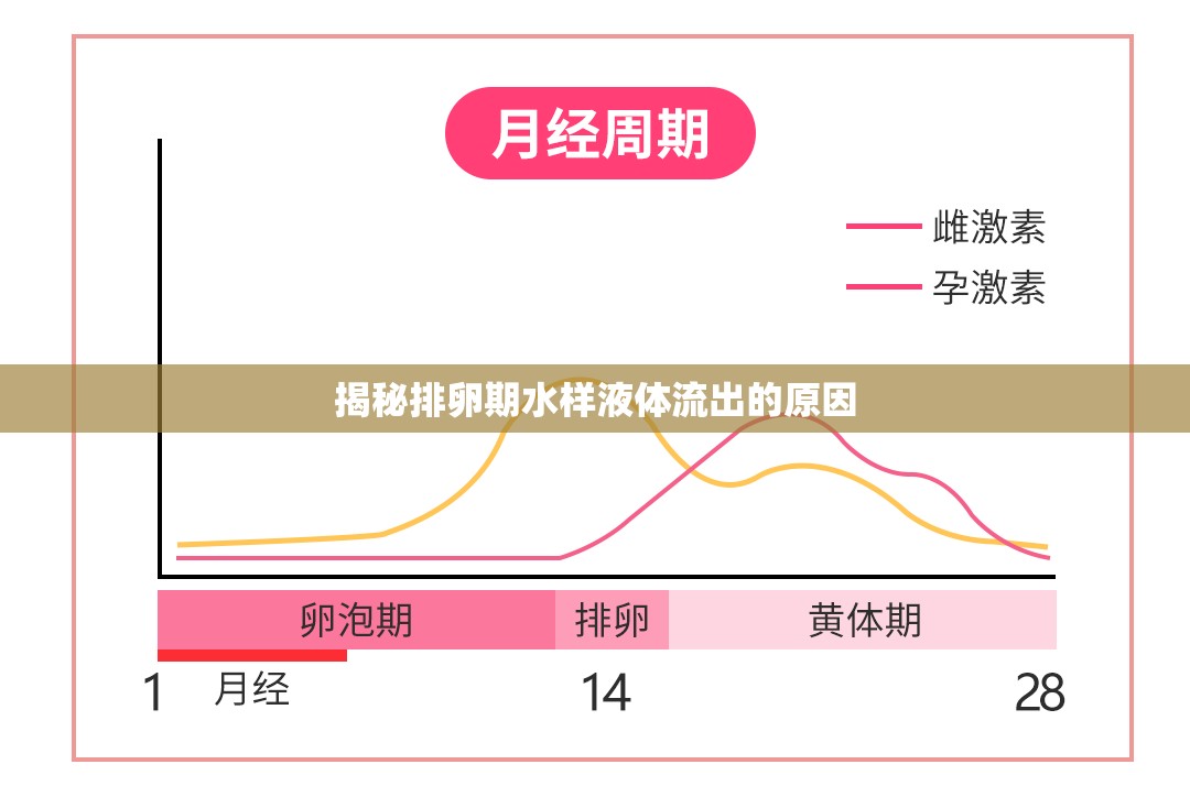 揭秘排卵期水樣液體流出的原因