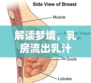 解讀夢(mèng)境，乳房流出乳汁的深層含義