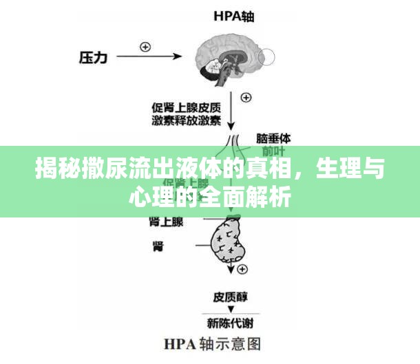 揭秘撒尿流出液體的真相，生理與心理的全面解析