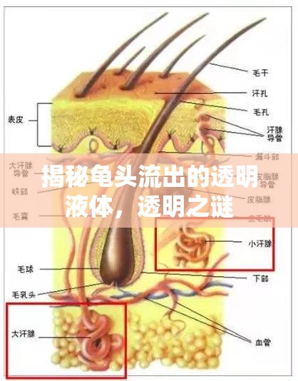 揭秘龜頭流出的透明液體，透明之謎