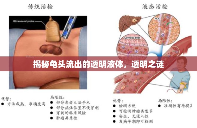 揭秘龜頭流出的透明液體，透明之謎