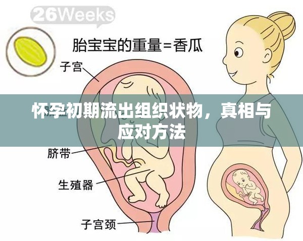 懷孕初期流出組織狀物，真相與應對方法