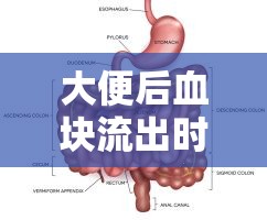 大便后血塊流出時(shí)間窗口，健康警報(bào)的揭秘