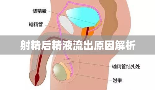 射精后精液流出原因解析