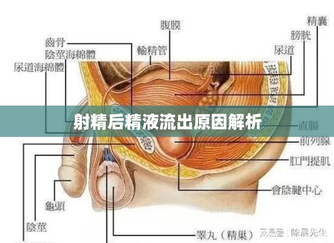 射精后精液流出原因解析