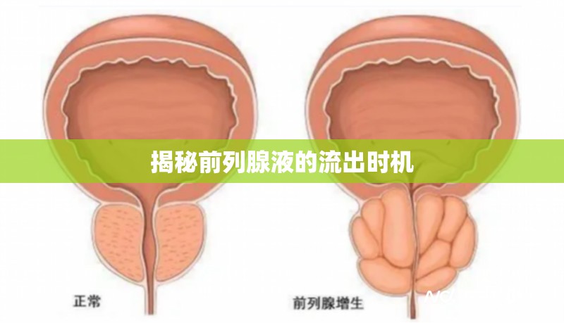 揭秘前列腺液的流出時(shí)機(jī)