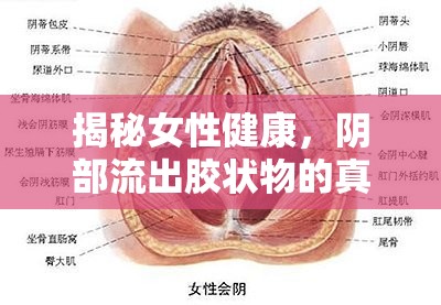 揭秘女性健康，陰部流出膠狀物的真相與應對策略