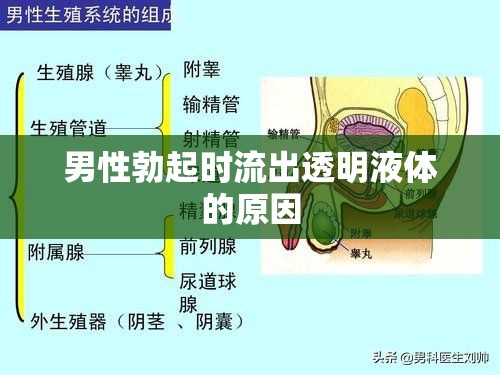 男性勃起時(shí)流出透明液體的原因