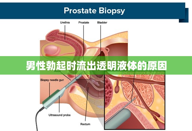 男性勃起時(shí)流出透明液體的原因