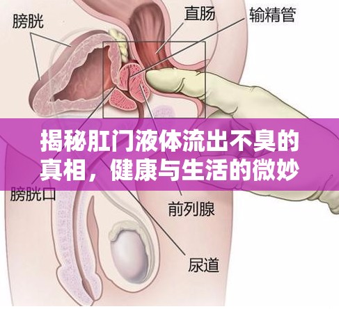 揭秘肛門(mén)液體流出不臭的真相，健康與生活的微妙平衡