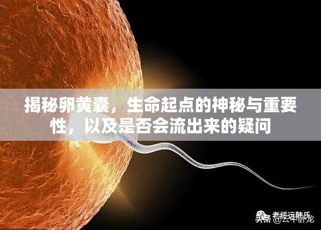 揭秘卵黃囊，生命起點(diǎn)的神秘與重要性，以及是否會流出來的疑問