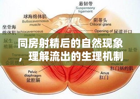 同房射精后的自然現(xiàn)象，理解流出的生理機(jī)制