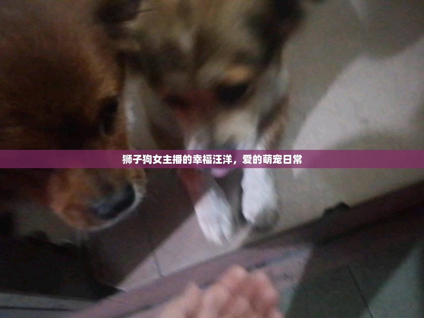 獅子狗女主播的幸福汪洋，愛的萌寵日常