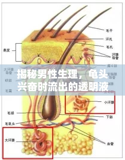 揭秘男性生理，龜頭興奮時流出的透明液體之謎