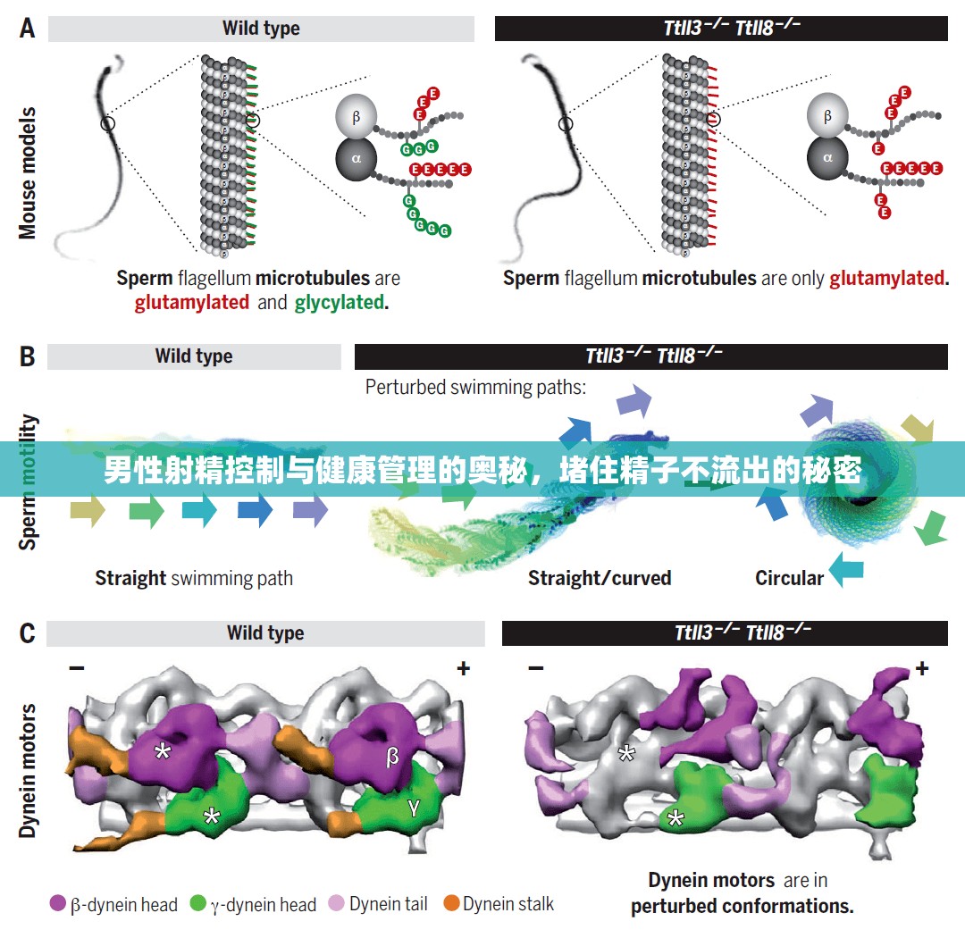 男性射精控制與健康管理的奧秘，堵住精子不流出的秘密