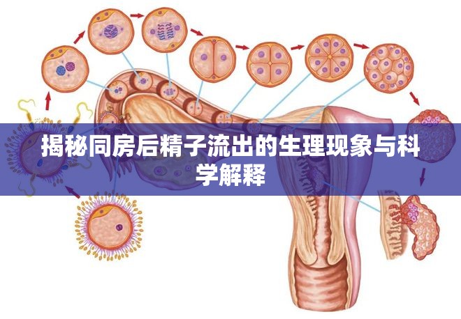 揭秘同房后精子流出的生理現(xiàn)象與科學(xué)解釋