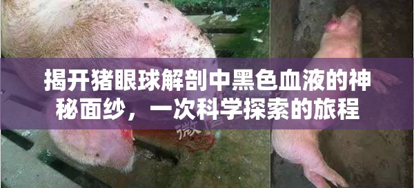 揭開豬眼球解剖中黑色血液的神秘面紗，一次科學探索的旅程