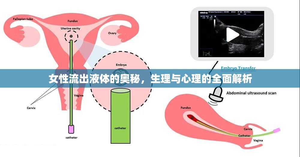 女性流出液體的奧秘，生理與心理的全面解析