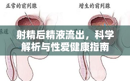 射精后精液流出，科學(xué)解析與性愛(ài)健康指南