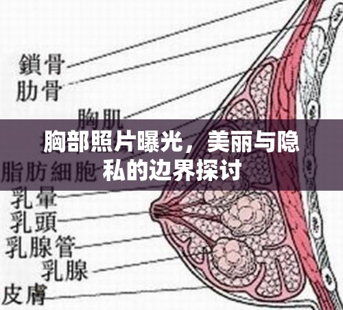 胸部照片曝光，美麗與隱私的邊界探討