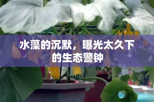 水藻的沉默，曝光太久下的生態(tài)警鐘