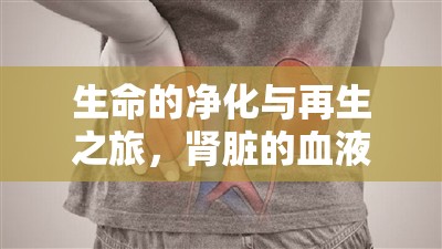 生命的凈化與再生之旅，腎臟的血液流動(dòng)與健康維護(hù)