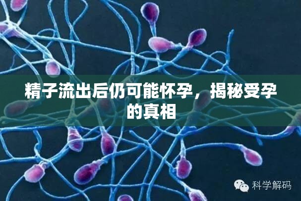 精子流出后仍可能懷孕，揭秘受孕的真相