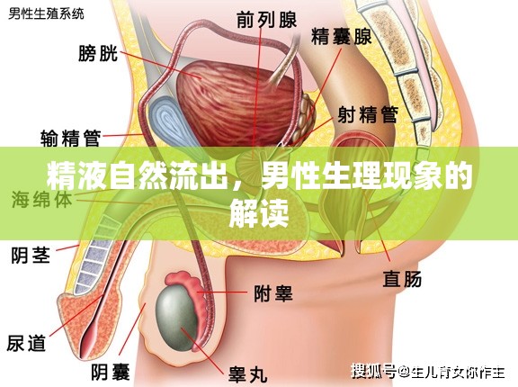 精液自然流出，男性生理現(xiàn)象的解讀