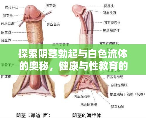 探索陰莖勃起與白色流體的奧秘，健康與性教育的邊界