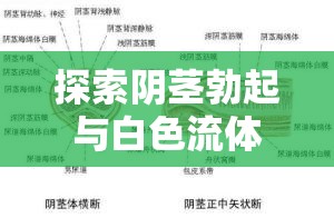 探索陰莖勃起與白色流體的奧秘，健康與性教育的邊界