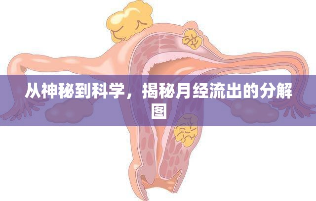 從神秘到科學(xué)，揭秘月經(jīng)流出的分解圖