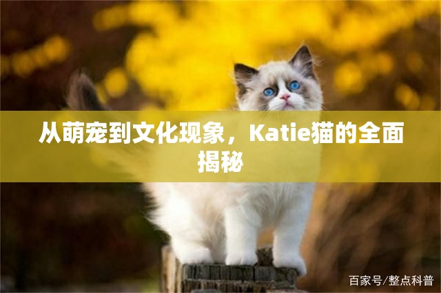 從萌寵到文化現(xiàn)象，Katie貓的全面揭秘