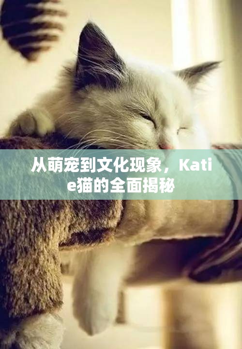 從萌寵到文化現(xiàn)象，Katie貓的全面揭秘