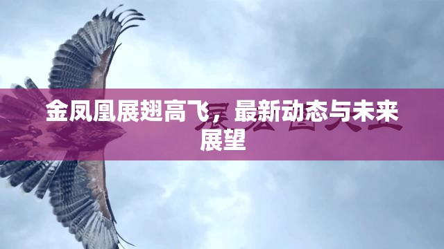 金鳳凰展翅高飛，最新動態(tài)與未來展望