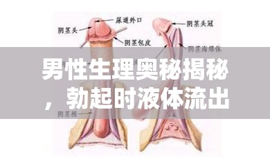 男性生理奧秘揭秘，勃起時(shí)液體流出的科學(xué)解析