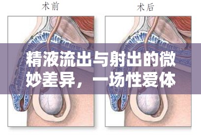 精液流出與射出的微妙差異，一場性愛體驗的深度探索