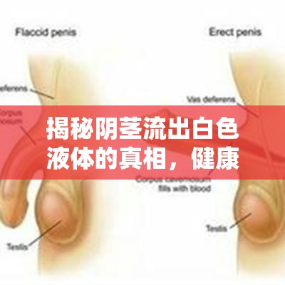 揭秘陰莖流出白色液體的真相，健康與性福的警鐘