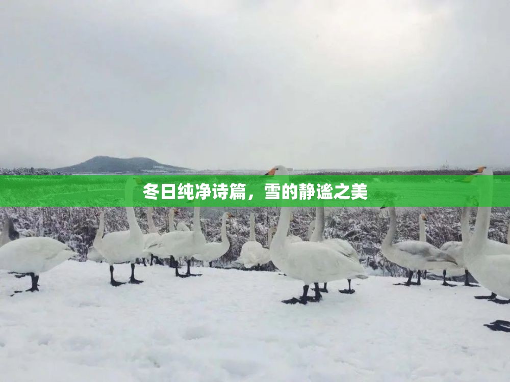 冬日純凈詩(shī)篇，雪的靜謐之美