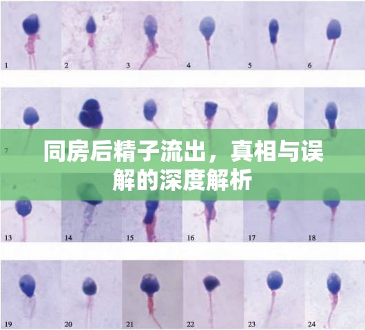 同房后精子流出，真相與誤解的深度解析