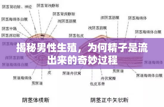 揭秘男性生殖，為何精子是流出來的奇妙過程